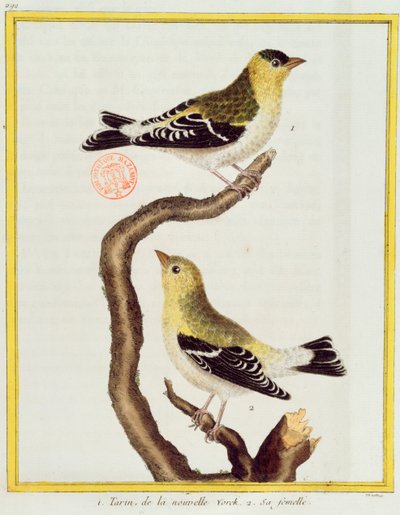 जार्ज डे बफन (1707-88) द्वारा प्रकाशित &39;हिस्टॉयर नेचुरल डेस ओइस्को&39; से सिस्किन की जोड़ी, 1777 प्रकाशित द्वारा फ्रेंकोइस निकोलस मार्टिनेट