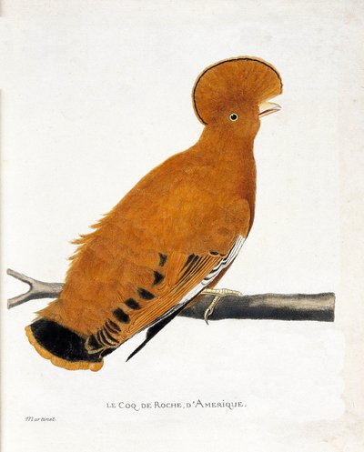 जूलॉजिकल चार्ट (पक्षी विज्ञान): एक शाखा पर अमेरिकी रॉक रोस्टर (नारंगी मुर्गा या रूपिकोला रूपिकोला) द्वारा फ्रेंकोइस निकोलस मार्टिनेट