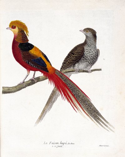 जूलॉजिकल चार्ट (ऑर्निथोलॉजी): एक शाखा पर चीन का तीतर और उसकी मादा (सुनहरा तीतर और क्राइसोलोफस)। फ्रेंकोइस निकोलस मार्टिनेट (1731-1800) द्वारा "द हिस्ट्री ऑफ द बर्ड्स, पेंटेड इन देयर अपीयरिंग एंड सेंसिटिव एस्पेक्ट्स" में चित्रण। निजी द्वारा फ्रेंकोइस निकोलस मार्टिनेट