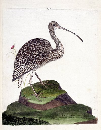 जूलॉजिकल चार्ट (ऑर्निथोलॉजी): कर्लेव (कर्लव ऐश या न्यूमेनियस आर्कटा)। फ्रेंकोइस निकोलस मार्टिनेट (1731-1800) द्वारा "द हिस्ट्री ऑफ द बर्ड्स, पेंटेड इन देयर अपीयरिंग एंड सेंसिटिव एस्पेक्ट्स" में चित्रण। निजि संग्रह। द्वारा फ्रेंकोइस निकोलस मार्टिनेट