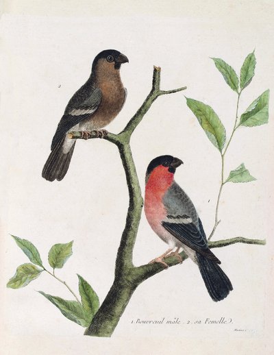 जूलॉजिकल चार्ट (पक्षी विज्ञान): नीचे से ऊपर तक: एक शाखा पर नर और मादा बुवरिल (peony bouvreil या pyrrhula pyrrrhula)। फ्रेंकोइस निकोलस मार्टिनेट (1731) द्वारा "द हिस्ट्री ऑफ द बर्ड्स, पेंटेड इन देयर अपीयरिंग एंड सेंसिटिव एस्पेक्ट्स" में चित्रण द्वारा फ्रेंकोइस निकोलस मार्टिनेट