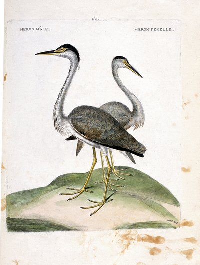 जूलॉजिकल चार्ट (पक्षी विज्ञान): नर और मादा बगुला (बगुला राख या अर्डिया सिनेरिया)। फ्रेंकोइस निकोलस मार्टिनेट (1731-1800) द्वारा "द हिस्ट्री ऑफ द बर्ड्स, पेंटेड इन देयर अपीयरिंग एंड सेंसिटिव एस्पेक्ट्स" में चित्रण। निजि संग्रह। द्वारा फ्रेंकोइस निकोलस मार्टिनेट
