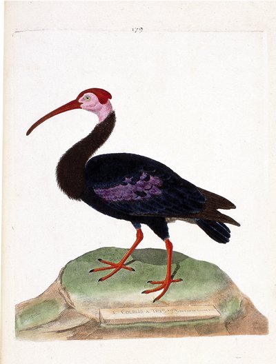 जूलॉजिकल चार्ट (ऑर्निथोलॉजी): कर्ल के पास अच्छी आशा की टोपी का एक नंगे सिर होता है (इबिस डू कैप या गेरोनटिकस कैल्वस)। फ्रेंकोइस निकोलस मार्टिनेट (1731-1800) द्वारा "द हिस्ट्री ऑफ द बर्ड्स, पेंटेड इन देयर अपीयरेंस एंड सेंसिटिव एस्पेक्ट्स" में चित् द्वारा फ्रेंकोइस निकोलस मार्टिनेट