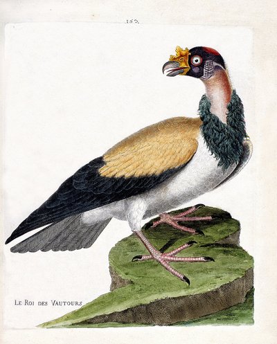 जूलॉजिकल चार्ट (पक्षी विज्ञान): गिद्धों का राजा (सरकोरम्फ राजा या सरकोरम्फस पापा)। फ्रेंकोइस निकोलस मार्टिनेट (1731-1800) द्वारा "द हिस्ट्री ऑफ द बर्ड्स, पेंटेड इन देयर अपीयरिंग एंड सेंसिटिव एस्पेक्ट्स" में चित्रण। निजि संग्रह। द्वारा फ्रेंकोइस निकोलस मार्टिनेट