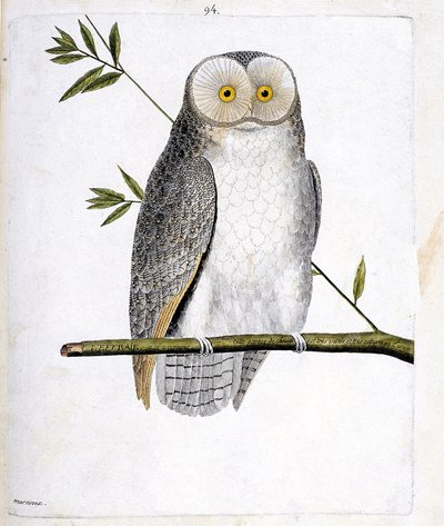 जूलॉजिकल चार्ट (पक्षी विज्ञान): एक शाखा पर उल्लू (बार्न उल्लू या टायटो अल्बा)। फ्रेंकोइस निकोलस मार्टिनेट (1731-1800) द्वारा "द हिस्ट्री ऑफ द बर्ड्स, पेंटेड इन देयर अपीयरिंग एंड सेंसिटिव एस्पेक्ट्स" में चित्रण। निजि संग्रह। द्वारा फ्रेंकोइस निकोलस मार्टिनेट