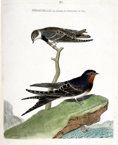जूलॉजिकल चार्ट (पक्षी विज्ञान): एक शाखा पर fez साम्राज्य (रिपरिया रिपरिया) की तटरेखा निगल और अफ्रीकी निगल (देहाती निगल या हिरुंडो रस्टिका)। "पक्षियों का इतिहास, उनकी उपस्थिति और संवेदनशील पहलुओं में चित्रित" में चित्रण द्वारा फ्रेंकोइस निकोलस मार्टिनेट