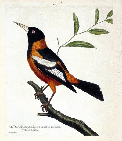 जूलॉजिकल चार्ट (ऑर्निथोलॉजी): एक शाखा पर ट्रूपियल (ट्रूपियल ओरिओल या आईसीटेरस आईसीटेरस)। फ्रेंकोइस निकोलस मार्टिनेट (1731-1800) द्वारा "द हिस्ट्री ऑफ द बर्ड्स, पेंटेड इन देयर अपीयरिंग एंड सेंसिटिव एस्पेक्ट्स" में चित्रण। निजि संग्रह। द्वारा फ्रेंकोइस निकोलस मार्टिनेट