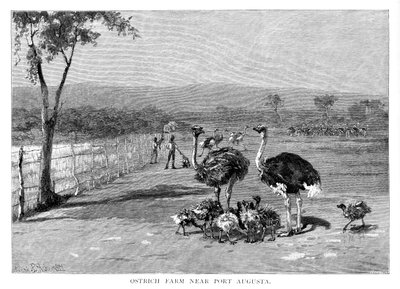 पोर्ट ऑगस्टा, दक्षिण ऑस्ट्रेलिया, 1886 के पास शुतुरमुर्ग का खेत द्वारा फ्रैंक पी। महोनी
