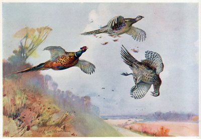 उच्च तीतर, &39;वाइल्डफॉल एंड वेमर्स&39; का चित्रण द्वारा फ्रैंक साउथगेट