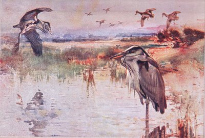 द हेरॉन, वाइल्ड नेचर एंड कंट्री लाइफ का चित्रण Hodder & Stoughton द्वारा प्रकाशित, c.1910 द्वारा फ्रैंक साउथगेट