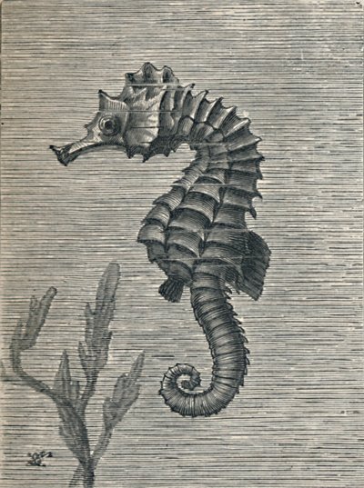 द सी-हॉर्स, अनडिस्गाइज्ड, सेडेटली स्विमिंग, c1900, 1910 द्वारा फ्रेड एनॉक