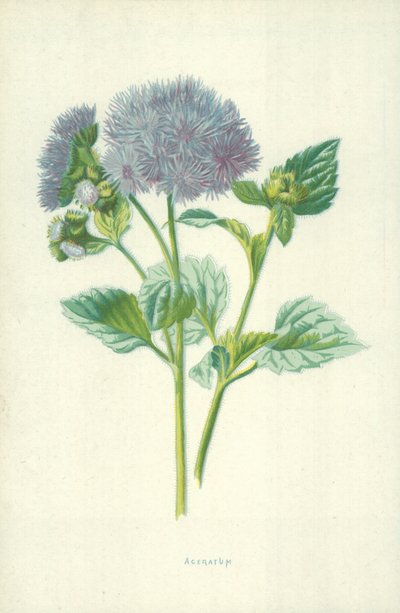 Ageratum द्वारा फ्रेडरिक एडवर्ड हुल्मे