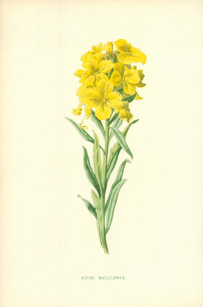 अल्पाइन Wallflower द्वारा Frederick Edward Hulme