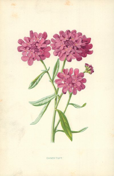 Candytuft द्वारा फ्रेडरिक एडवर्ड हुल्मे