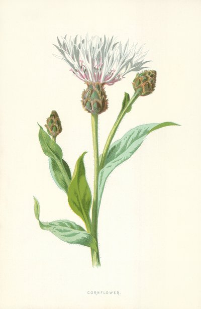 cornflower द्वारा Frederick Edward Hulme