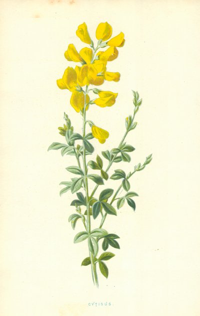 Cytisus द्वारा फ्रेडरिक एडवर्ड हुल्मे