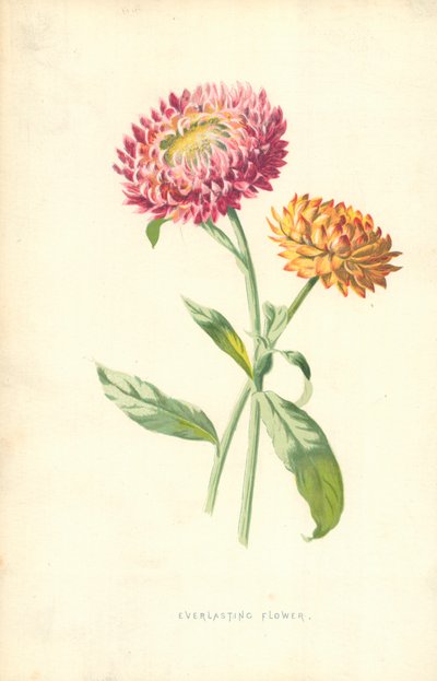 सदा फूल द्वारा Frederick Edward Hulme