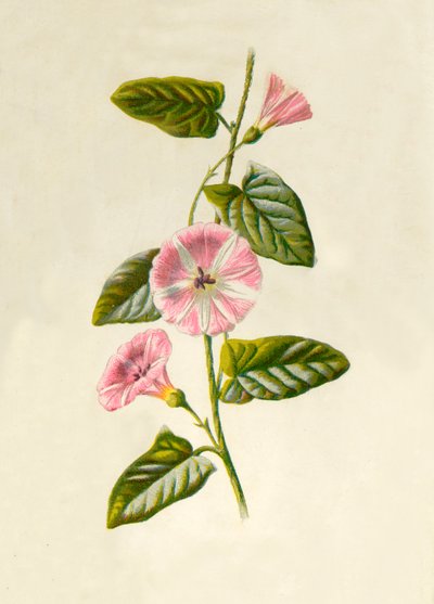फील्ड-कन्वोल्वुलस, 1877। द्वारा फ्रेडरिक एडवर्ड हुल्मे
