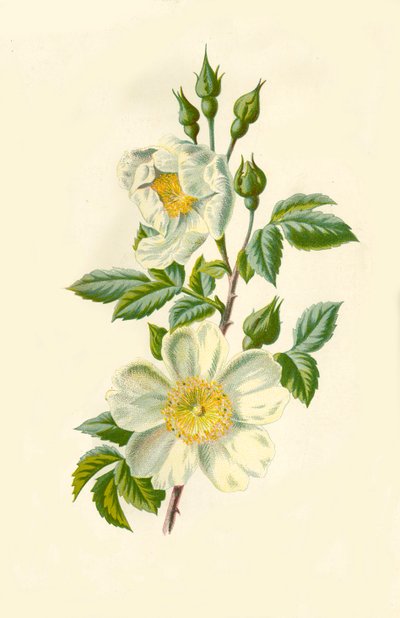 फील्ड रोज़, 1877। द्वारा Frederick Edward Hulme