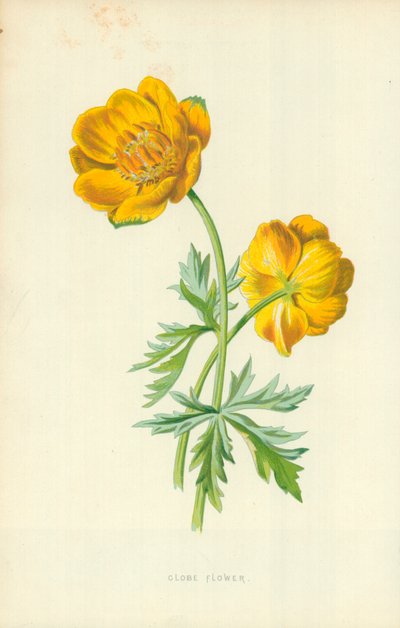 ग्लोब फ्लावर द्वारा Frederick Edward Hulme