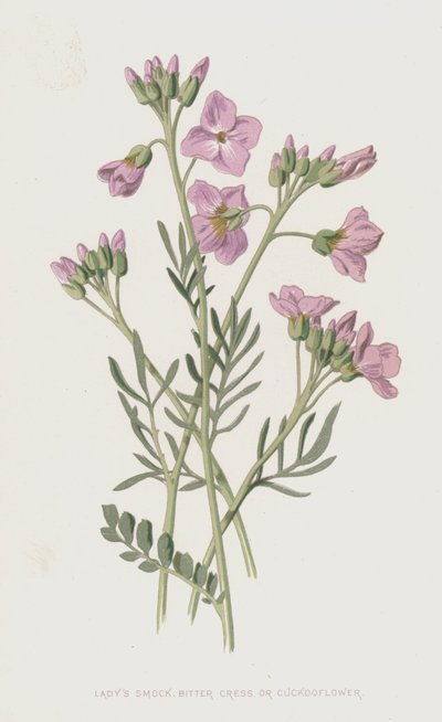 लाडिस स्मॉक, कड़वा क्रेस, या कोयकोफ्लॉवर (क्रोमोलिथो) द्वारा Frederick Edward Hulme