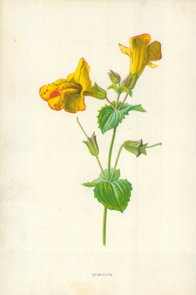 Mimulus द्वारा फ्रेडरिक एडवर्ड हुल्मे