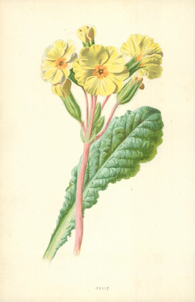 Oxlip द्वारा फ्रेडरिक एडवर्ड हुल्मे