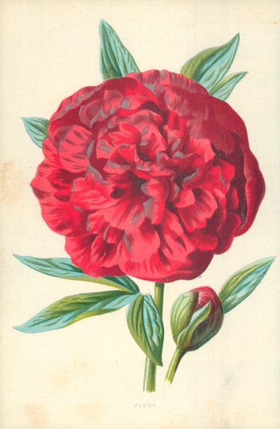 Peony द्वारा फ्रेडरिक एडवर्ड हुल्मे