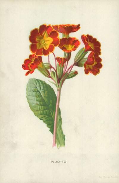 Polyanthus द्वारा फ्रेडरिक एडवर्ड हुल्मे
