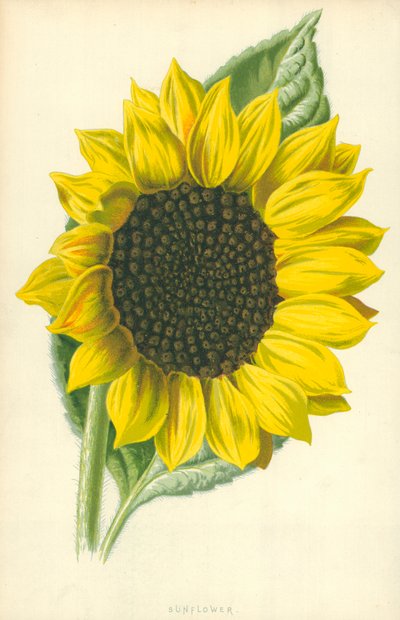 सूरजमुखी द्वारा Frederick Edward Hulme