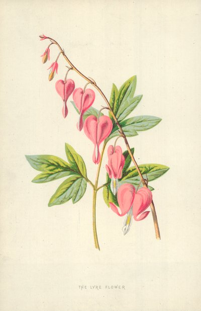 द लाइरे फ्लावर द्वारा Frederick Edward Hulme