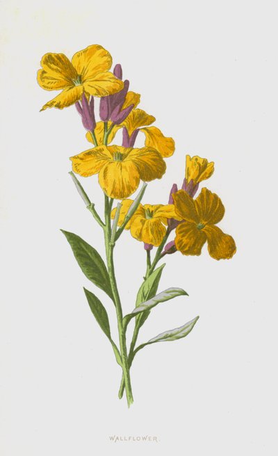 वॉलफ्लॉवर (क्रोमोलिथो) द्वारा Frederick Edward Hulme