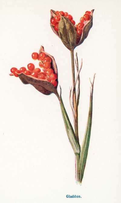  द्वारा Frederick Edward Hulme