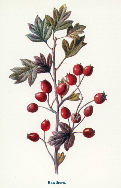  द्वारा फ्रेडरिक एडवर्ड हुल्मे