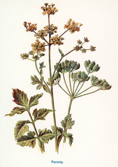  द्वारा फ्रेडरिक एडवर्ड हुल्मे