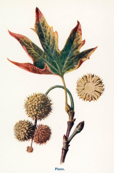  द्वारा फ्रेडरिक एडवर्ड हुल्मे