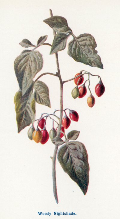  द्वारा Frederick Edward Hulme