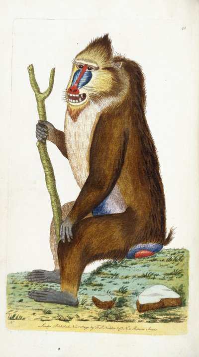 Variegated Baboon या मैनड्रिल मैनड्रिलस स्फिंक्स द्वारा फ्रेडरिक पोलिडोर नोडर