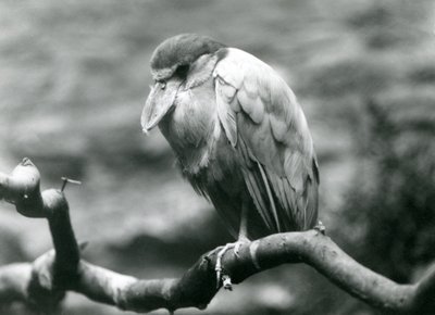 एक बोट-बिल्ड बगुला, या बोटबिल, लंदन जू में एक शाखा पर बैठा, जून 1924 द्वारा फ्रेडरिक विलियम बॉन्ड