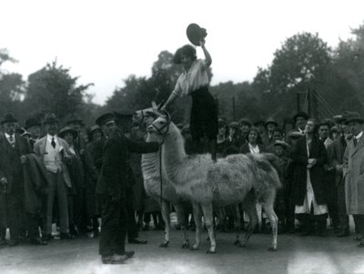 एक काउगर्ल 1924 में लंदन चिड़ियाघर की यात्रा के दौरान दो लामाओं के साथ खड़ी थी द्वारा फ्रेडरिक विलियम बॉन्ड