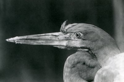 1924 में लंदन चिड़ियाघर में एक गोलियत हेरॉन द्वारा फ्रेडरिक विलियम बॉन्ड