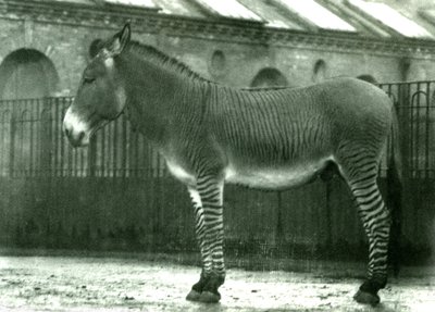 लंदन चिड़ियाघर, 1924 में एक हाइब्रिड ज़ेबरा द्वारा फ्रेडरिक विलियम बॉन्ड