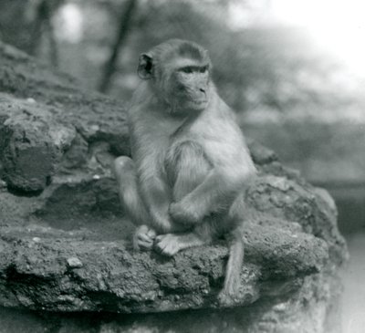1924 में लंदन चिड़ियाघर में एक चट्टान पर बैठा एक मैकाक द्वारा फ्रेडरिक विलियम बॉन्ड