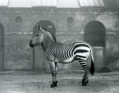 1927 में लंदन के चिड़ियाघर में जिराफ हाउस के ऊंचे दरवाजों के सामने एक माउंटेन जेब्रा, अपने पैडॉक में द्वारा फ्रेडरिक विलियम बॉन्ड