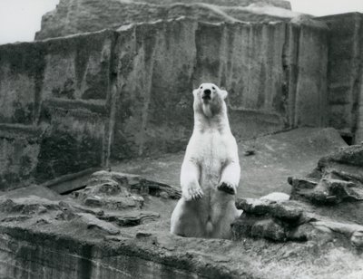 सितंबर 1928 में लंदन चिड़ियाघर में मैपिन टैरेस के आधार पर अपने बाड़े में बैठा एक ध्रुवीय भालू (बी / डब्ल्यू फोटो) द्वारा फ्रेडरिक विलियम बॉन्ड