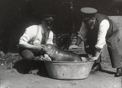 अगस्त 1928 को ZSL लंदन चिड़ियाघर में एक प्याजी हिप्पो सोख रहा था द्वारा फ्रेडरिक विलियम बॉन्ड