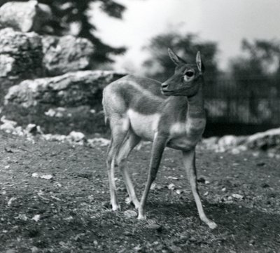 1924 में लंदन चिड़ियाघर में एक महिला ब्लैकबक द्वारा फ्रेडरिक विलियम बॉन्ड