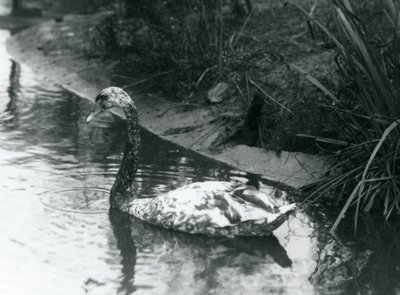 एक संकर हंस, म्यूट एक्स ब्लैक, 1927 में लंदन चिड़ियाघर में एक तालाब में तैर रहा था द्वारा फ्रेडरिक विलियम बॉन्ड