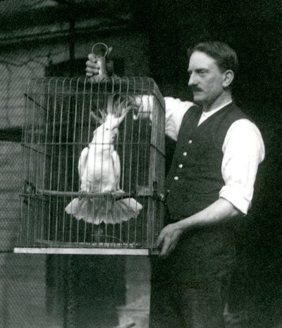 एक कीपर अक्टूबर 1924 में लंदन के चिड़ियाघर में अपने पिंजरे में एक सल्फर क्रेस्टेड कॉकटू, जेड रखता है द्वारा फ्रेडरिक विलियम बॉन्ड