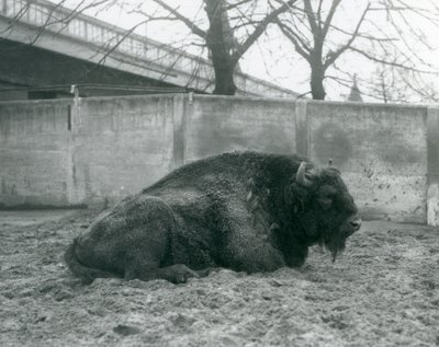 एक पुरुष यूरोपीय बाइसन अपने पैडॉक, लंदन चिड़ियाघर, 1927 में घास पर पड़ा था द्वारा फ्रेडरिक विलियम बॉन्ड